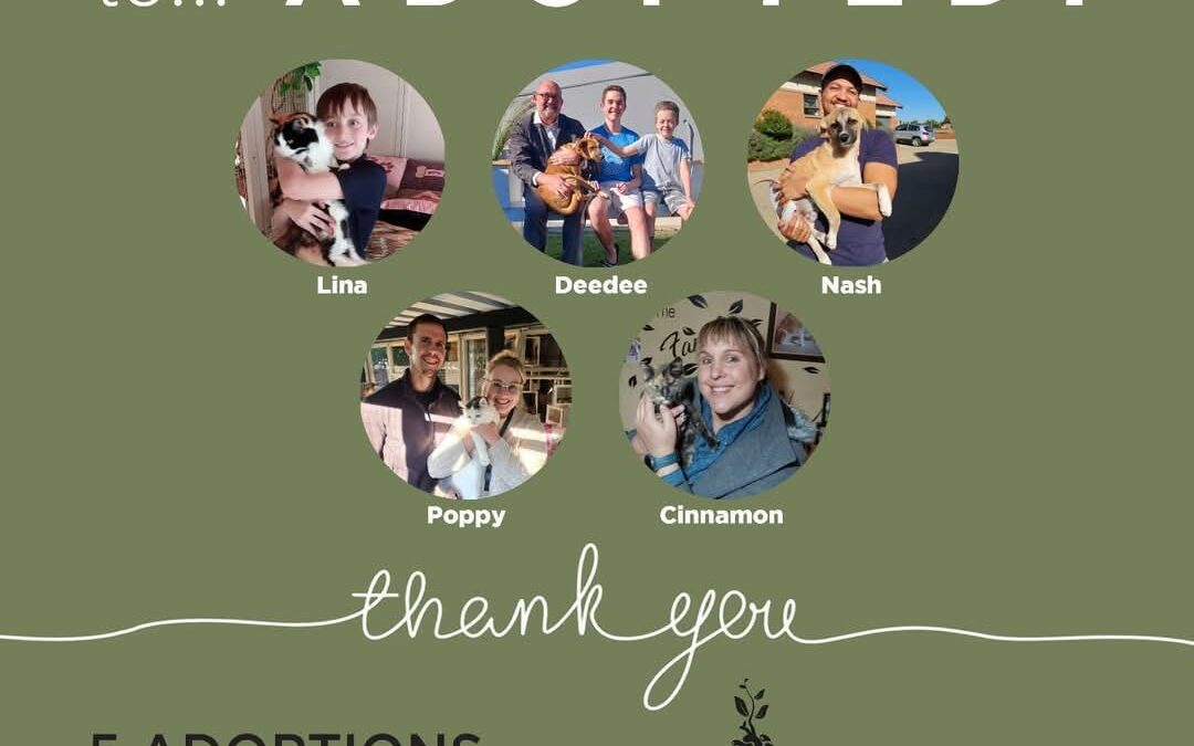 Adoption Alert!